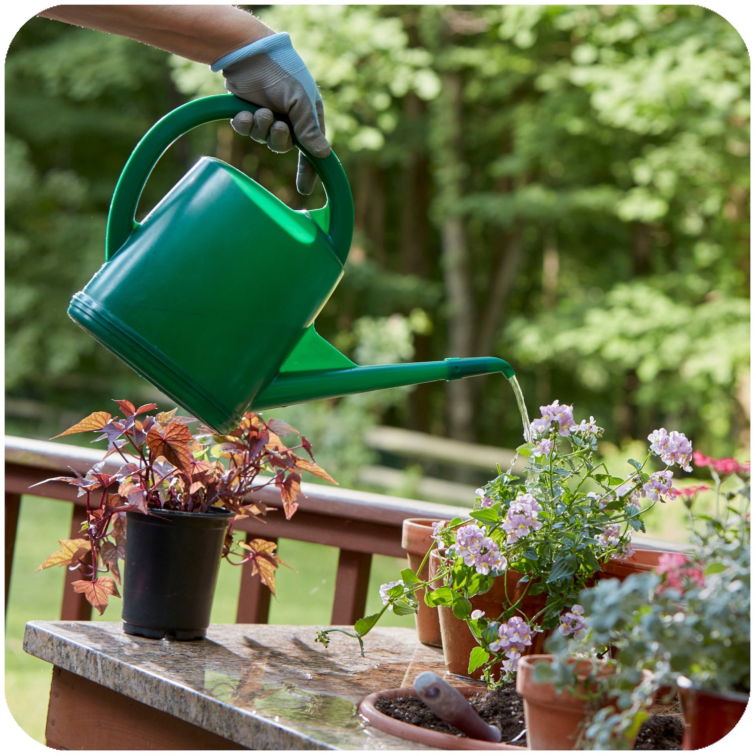 Swiss Made Watering Can 